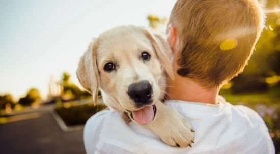 Projeto de lei quer folga para quem perde animal de estimação