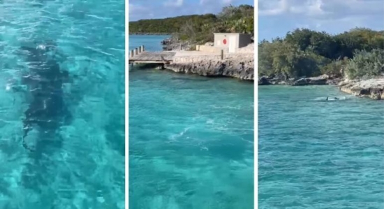 Cachorro entra na água para atacar tubarão de 3,6 metros 