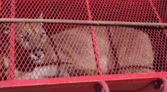 Onça-parda é resgatada em residencial de Campo Verde