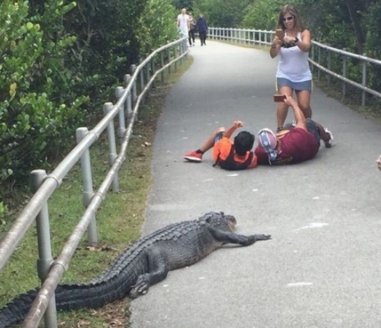 turistas sem-noção deitam no chão para tirar selfie com jacaré