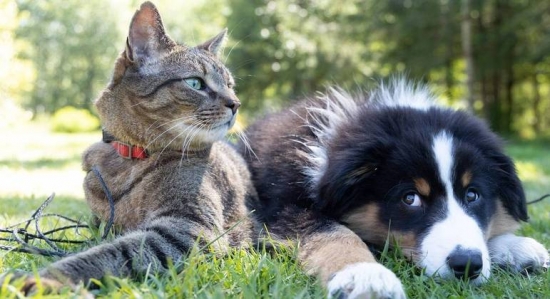 Projeto na Câmara propõe que pets tenham direito à pensão alimentícia