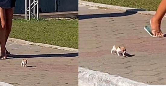 Minicachorro viraliza na web e veterinário revela se ele existe