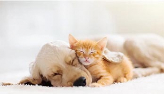 Prefeitura abre inscrições  para  programa de castração gratuita de cães e gatos, em Barra do Garças