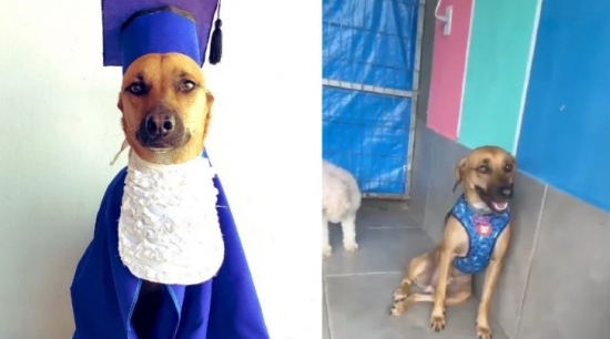 Cachorro é reprovado em prova de admissão de creche: ‘Esse anjinho!'