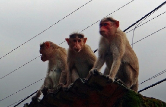 Caso chocante: gangue de macacos ataca e mata idosa de 70 anos que usava o banheiro