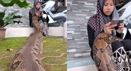 Vídeo chocante: jovem assusta rede social ao aparecer com serpente gigantesca de estimação no colo