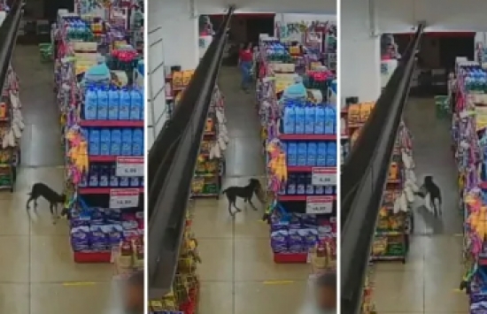 'Cão ladrão' invade mercado, furta pacote de ração e foge