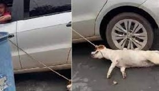 Ex-vereador que arrastou cachorro amarrado é solto no mesmo dia em MT