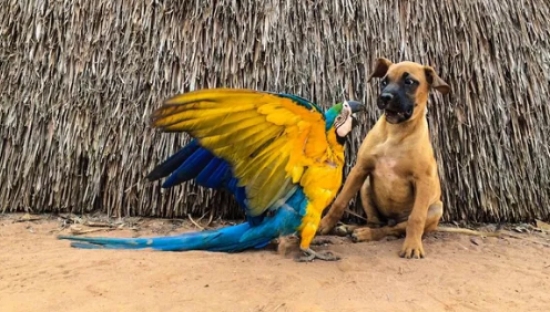 Fotógrafo registra amizade entre cachorros e animais silvestres em Terra Indígena de MT