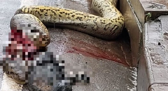 Sucuri de barriga cheia é morta, após moradores desconfiarem que ela havia comido criança