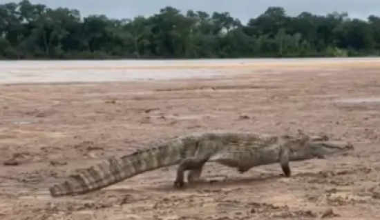 Guia de pesca registra jacaré-tinga de cerca de 2 metros 'passeando' às margens do Rio Araguaia