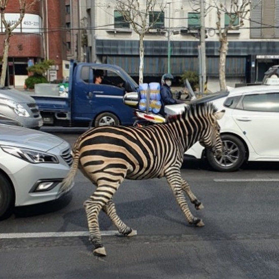 Zebra escapa de zoológico, perambula por 3h e percebe que vida na cidade é muito hostil