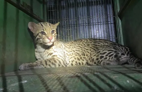 Jaguatirica é resgatada após ser atropelada em Bairro de Cuiabá