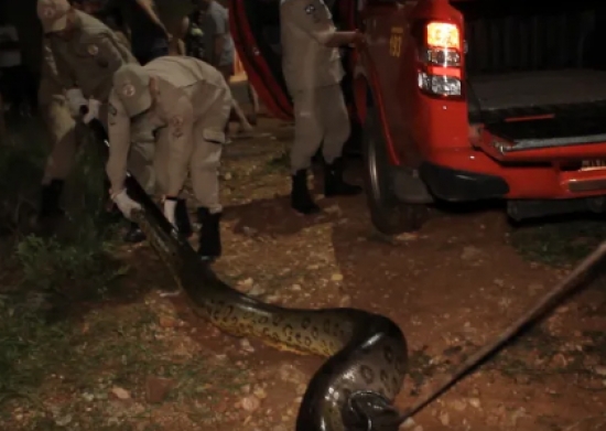 Sucuri com cerca de 6 metros mata cachorro em residencial 