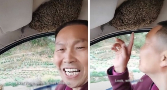 Motorista mantém a calma e a felicidade enquanto dirige com enxame de abelhas no teto do carro