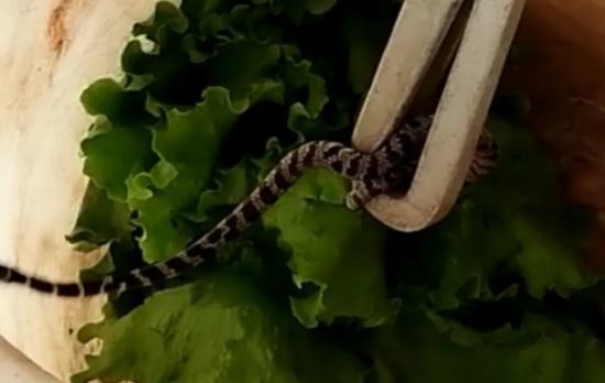 Doméstica leva susto ao encontrar cobra em alface