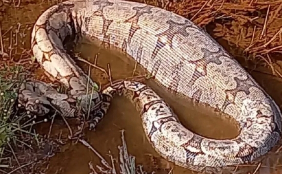 Jiboia é resgatada em lago de praça logo após engolir presa