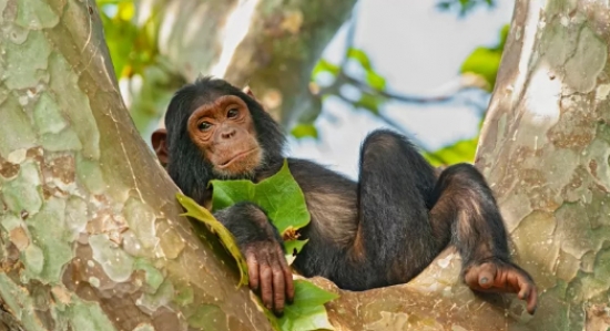 Chimpanzé conseguiu liberdade inédita na justiça e encontrou amor no Brasil