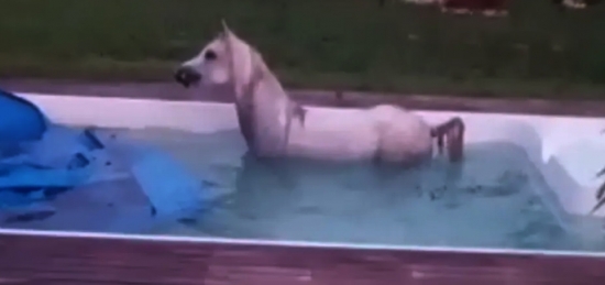 Cavalo não resiste ao calor de Cuiabá e pula em uma piscina