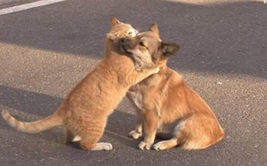 MP faz acordo com município para controle populacional de cães e gatos