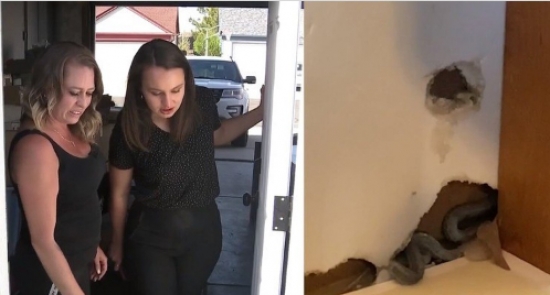 Mulher compra casa dos sonhos e descobre infestação de cobras nas paredes: 'Medo de dormir'