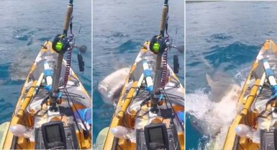 Vídeo: tubarão-tigre gigantesco ataca e dá uma dentada em caiaque de pescador