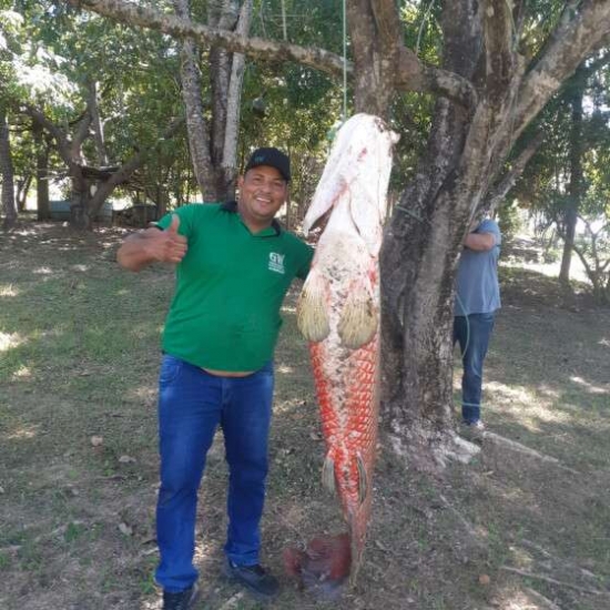 Homem pesca pirarucu de 128 kg em MT e vídeo viraliza: 