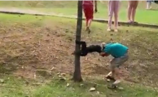 Menino é atacado por macaco em parque de MT e leva 4 pontos na cabeça