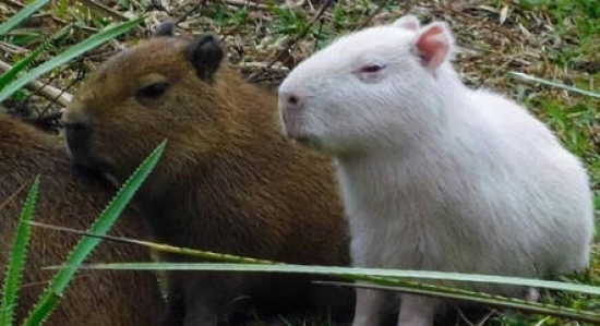Capivara albina rara é flagrada e faz sucesso na web