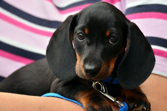 Febre maculosa: saiba se os pets podem ser infectados pelo carrapato e transmitir a doença