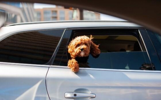 Brasil na liderança com os pets, mas muitos tutores ainda desconhecem as normas de transporte
