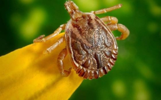 SES investiga 3 casos suspeitos de febre maculosa em MT; 2 em Barra do Garças