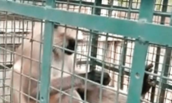 Procurado vivo ou morto! Macaco fugitivo finalmente é preso após duas semanas de agressões