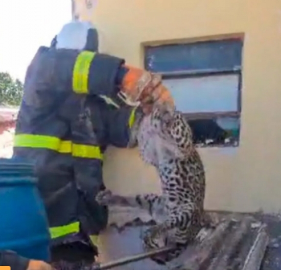 Jaguatirica é resgatada do telhado de casa em MT