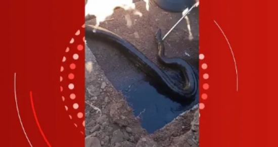 Sucuri de mais de 3 metros é resgatada em rua onde circulam crianças 