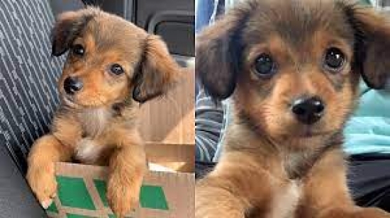 Gratos e fiéis: entenda por que os cachorros vira-lata são os queridinhos dos brasileiros