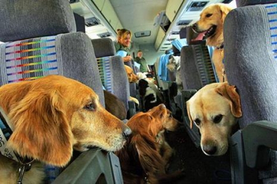 Viajar com cachorro: dicas para um trajeto tranquilo e seguro em ônibus, avião e carro