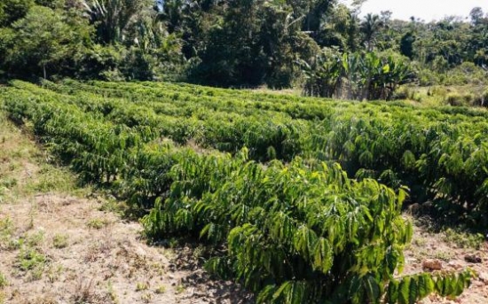 Indígenas cultivam café visando mercado de alto padrão em MT