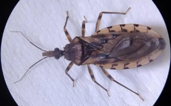 Doença de chagas já matou mais de 230 pessoas em Goiás durante este ano