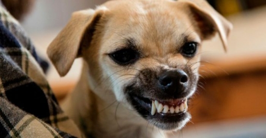 'Mês do cachorro louco': especialistas explicam por que agosto é conhecido assim