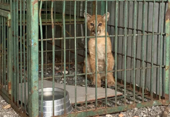 Filhote de onça parda é resgatado após ser atropelado em rodovia de MT