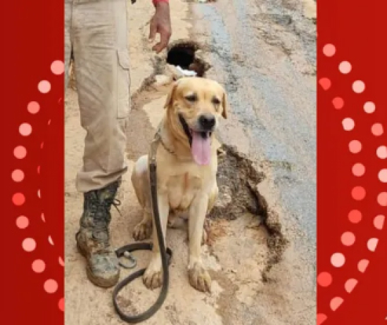Cão bombeiro de Barra do Garças morre em missão no Rio Grande do Sul