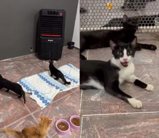 Calor extremo: cães e gatos morrem após Cuiabá registrar mais de 40ºC