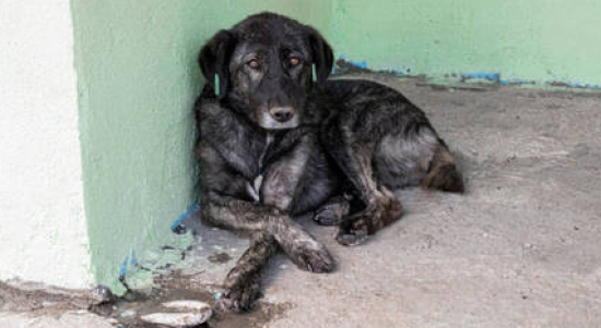 Dezembro Verde busca combater o abandono de animais; ato é crime e pode dar cadeia
