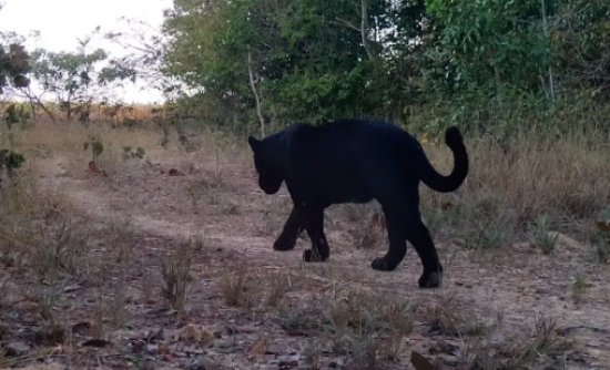 Em registro raro, onça-preta é flagrada em reserva ambiental em Goiás