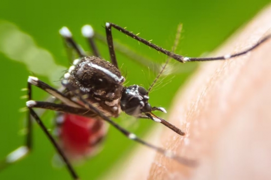 Por que mosquitos picam mais algumas pessoas que outras
