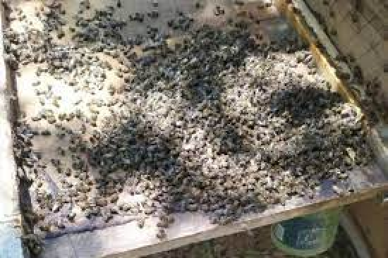 Fazendeiros são indiciados por morte de quase 9 milhões de abelhas com uso de agrotóxico em Goiás