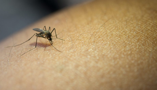 Sabia que os mosquitos têm um sabor de sangue favorito? Confira