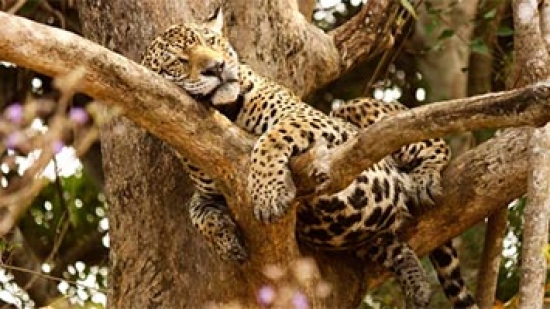 Em ‘dia de preguiça’, onça-pintada continua deitada em árvore e ignora presas no Pantanal