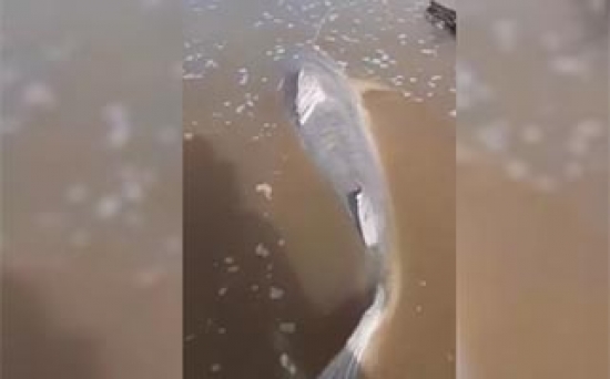Pescador comemora ao pegar peixe de quase 2 metros em São Miguel do Araguaia